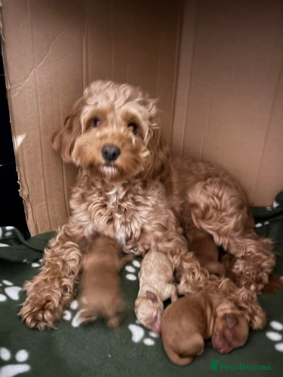 Cavapoo dogs for sale: Beautiful F1B Teddy Cavapoo Puppies - Advert 1