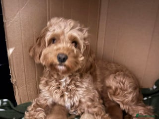Cavapoo dogs Beautiful F1B Teddy Cavapoo Puppies - Advert 1