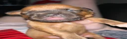 Dogue De Bordeaux dogs for sale: Quality Dogue De Bordeaux puppy’s  - Advert 27