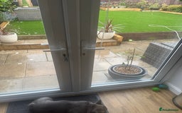 French Bulldog dogs for sale: French bulldog male  - Image 12