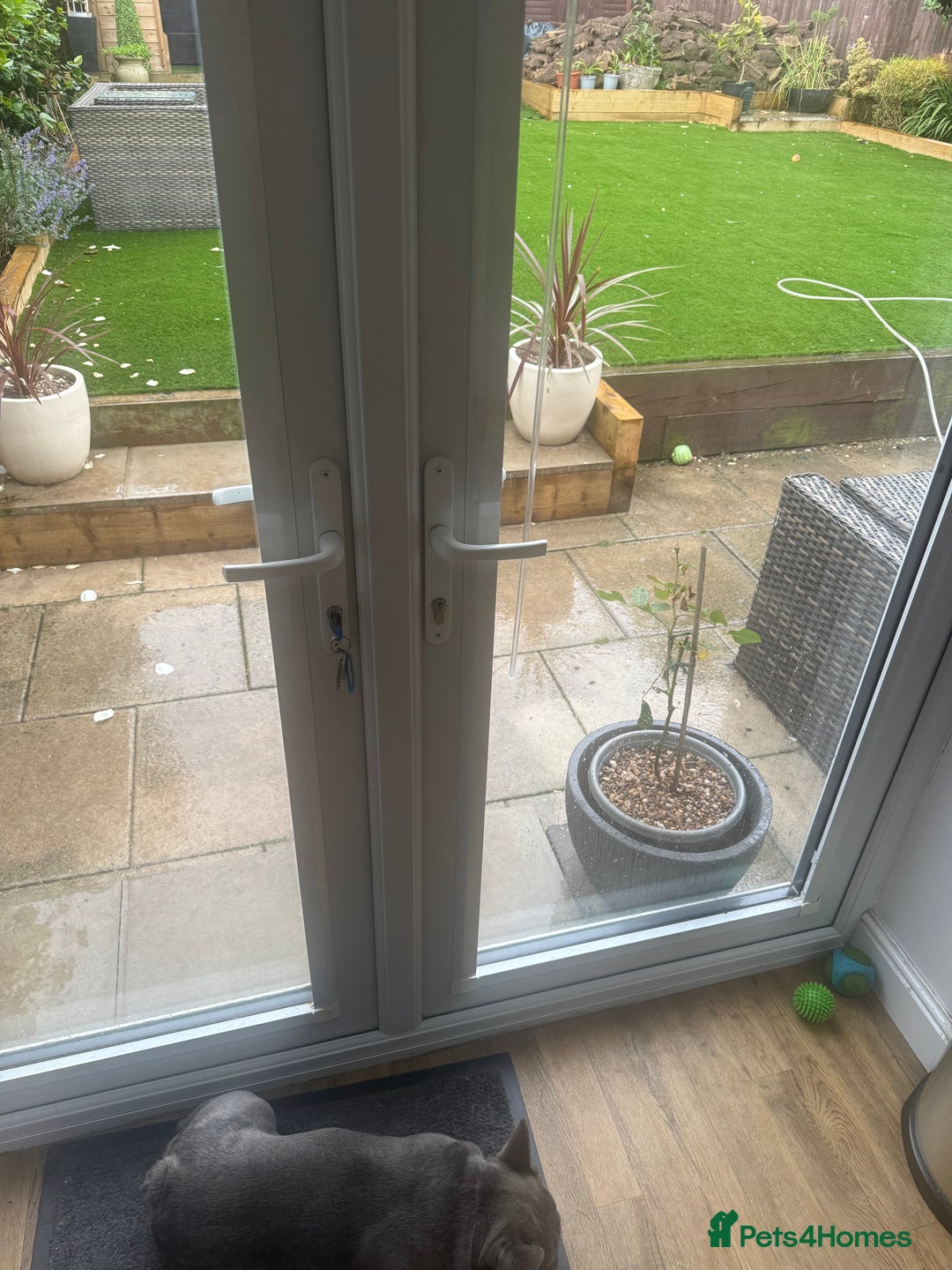 French Bulldog dogs for sale: French bulldog male  - Image 12