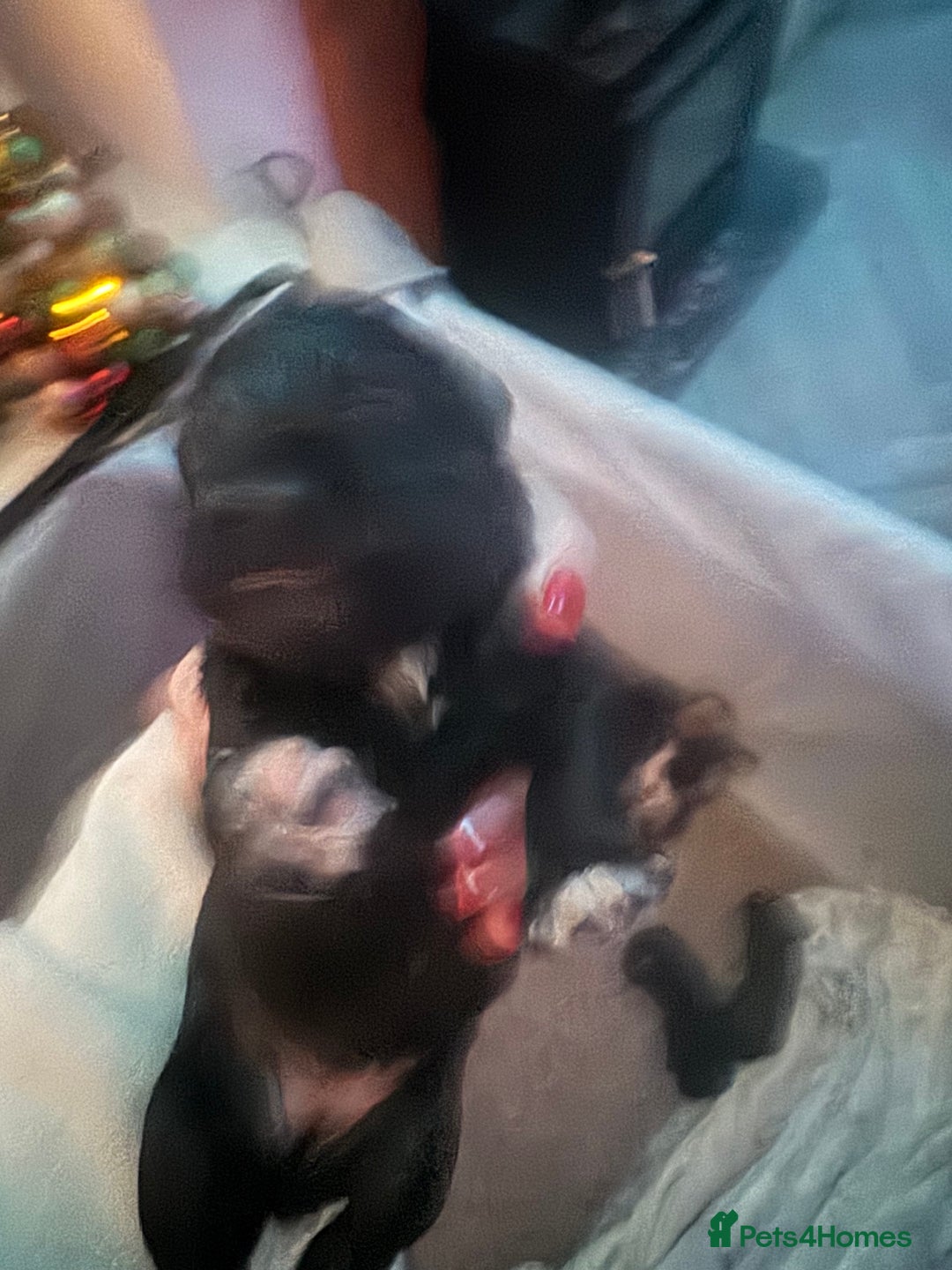 Miniature Schnauzer dogs for sale: Miniature Schnauzer pups for sale - Advert 18