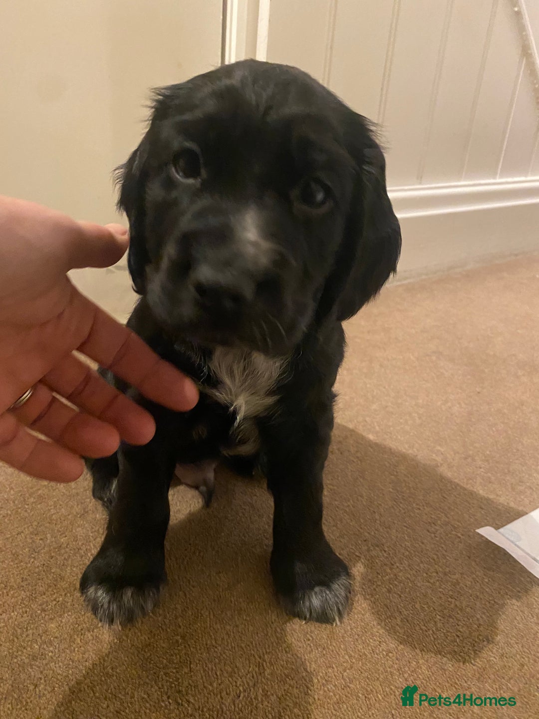 Cocker Spaniel dogs for sale: Cocker Spaniel Puppies - Advert 6