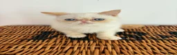 Exotic cats for sale: Stunning exotic kittens high quality m - Advert 4