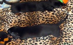 Miniature Dachshund dogs for sale: Miniature dachshund smooth hair pups  - Image 37