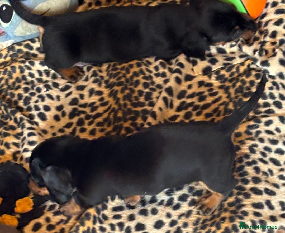 Miniature Dachshund dogs for sale: Miniature dachshund smooth hair pups  - Image 37