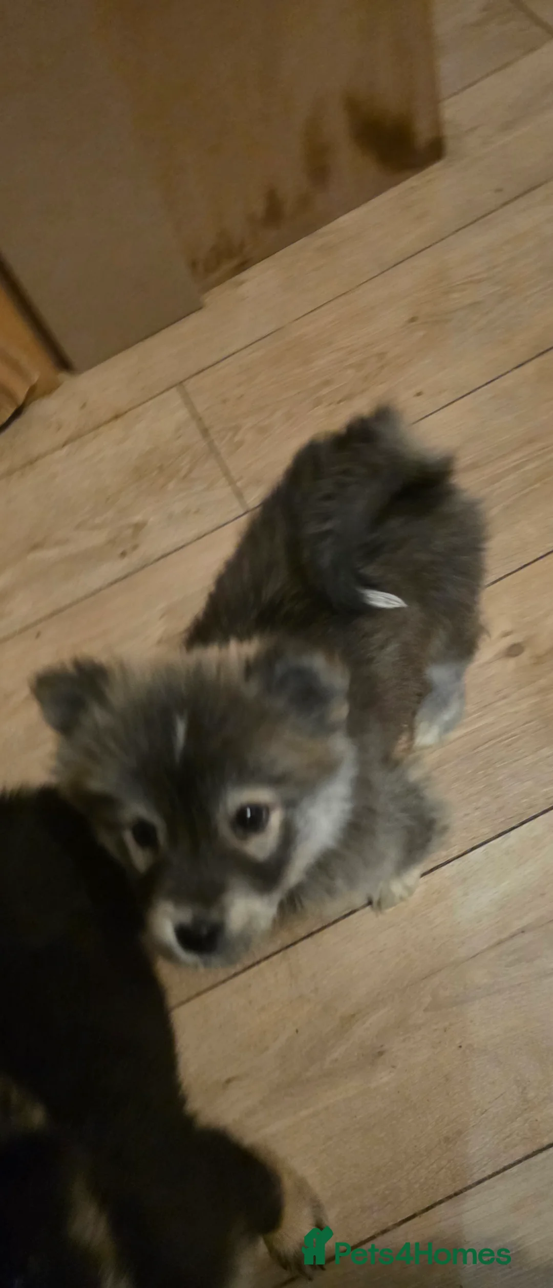 Mixed Breed dogs for sale: Adorable Merle Chowski's for sale  - Advert 30