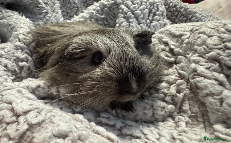 Guinea Pig rodents - Advert 11