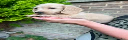 Miniature Dachshund dogs for sale: Longhaired miniature dachshund  - Advert 6