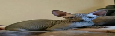 Sphynx 2