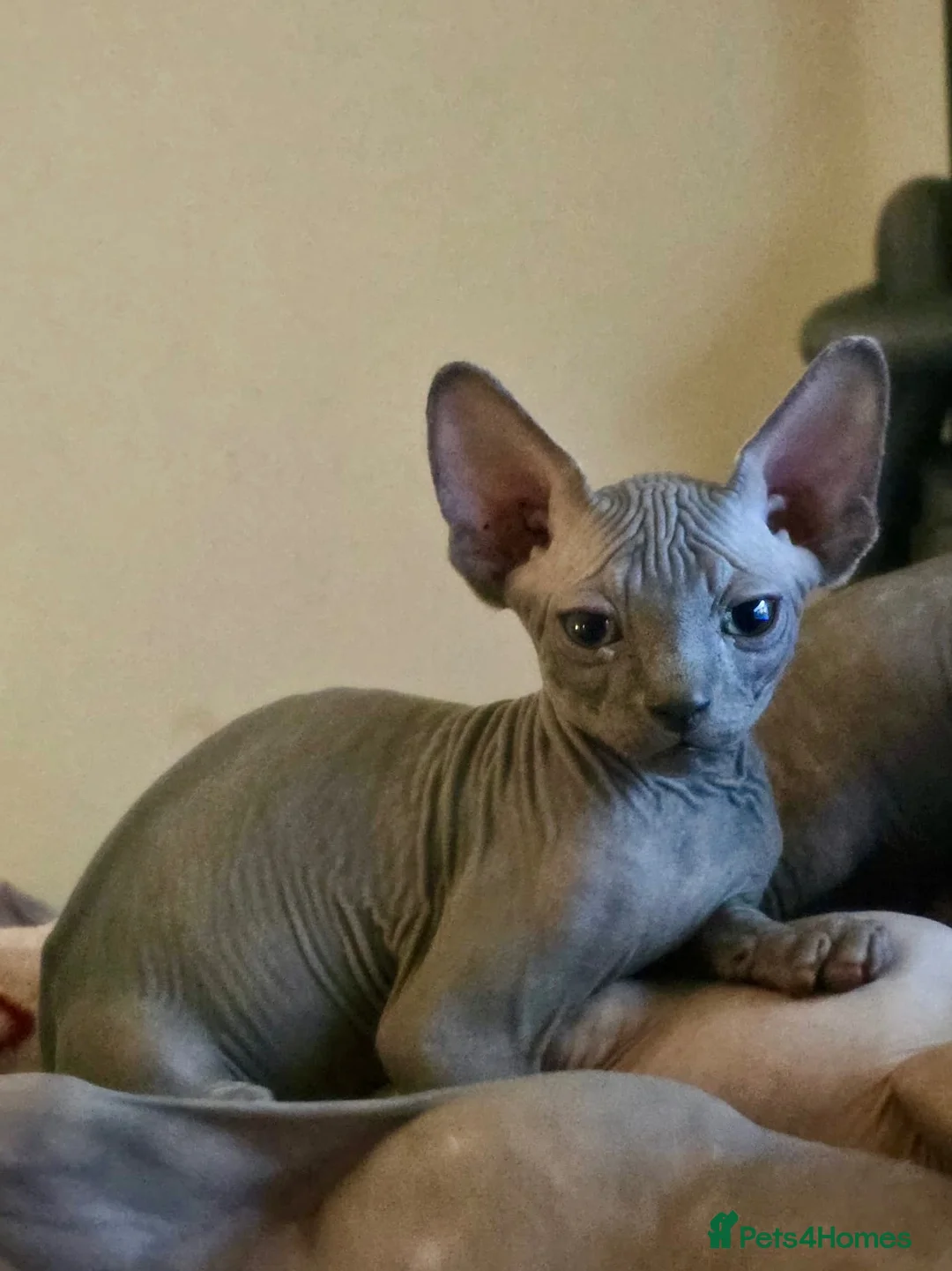 Sphynx cats for sale: Sphynx Boys Looking for Their New Homes 🐾 - Advert 1