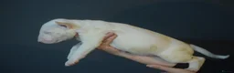 Bull Terrier dogs for sale: Quality Bull Terrier Puppies - Advert 15