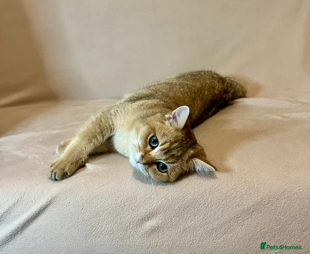 British Shorthair cats for sale: 🐾 Purebred BSH Golden kitten 🐾  - Advert 4
