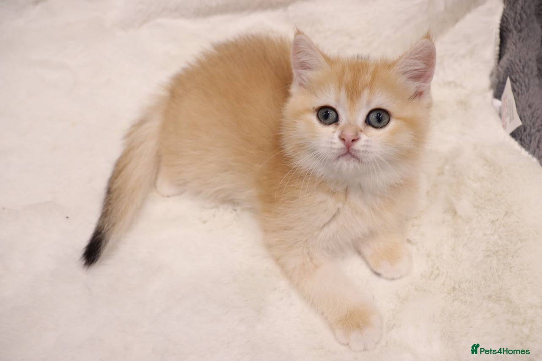 British Shorthair cats for sale: Champion Bloodlines BSH kittens  - Image 18