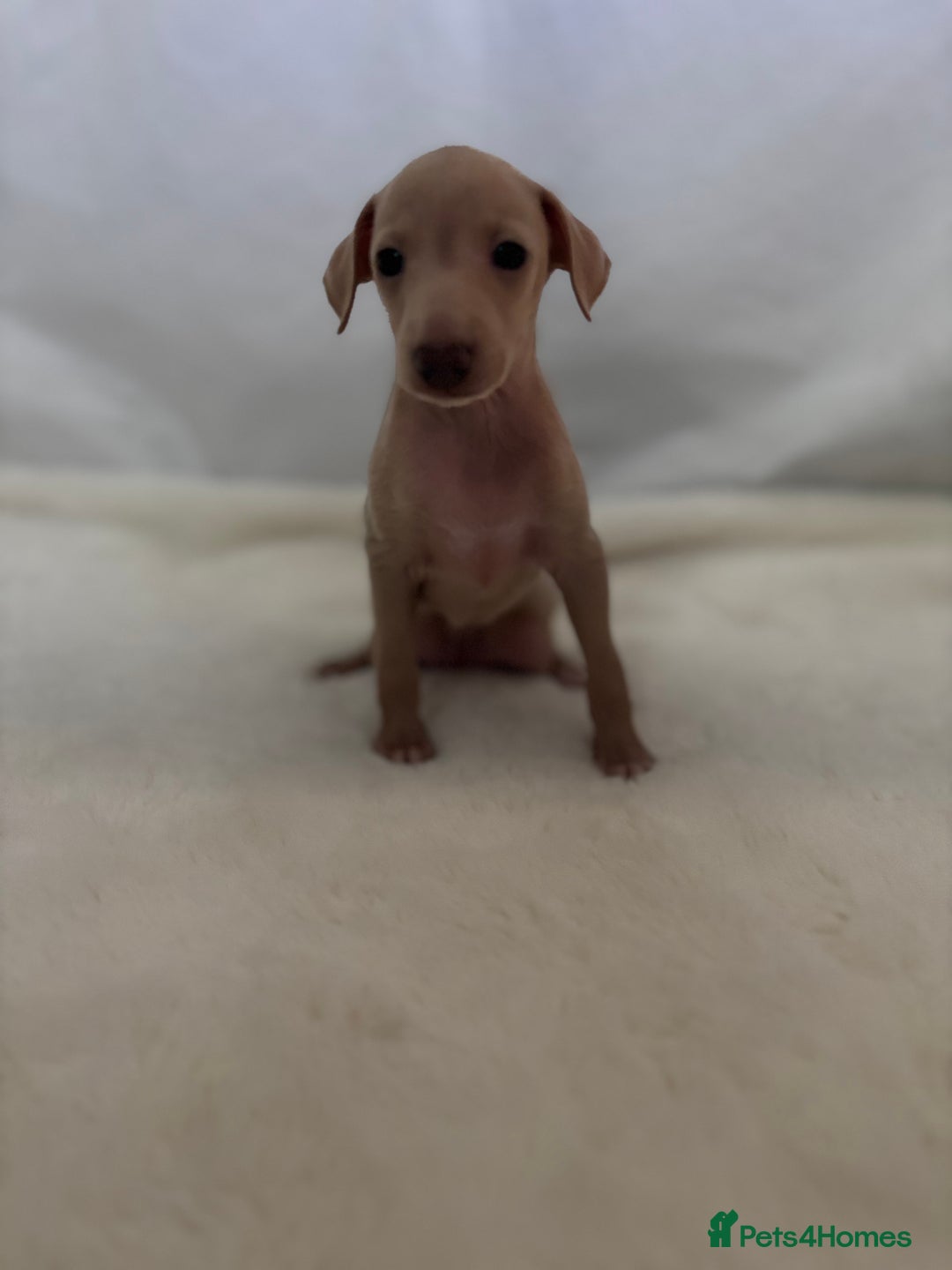 Italian Greyhound dogs for sale: Exceptional Italian Greyhound Puppies - Advert 1