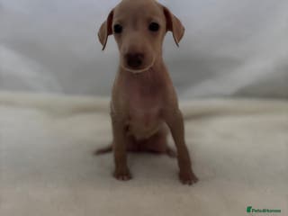 Italian Greyhound dogs Exceptional Italian Greyhound Puppies - Advert 3