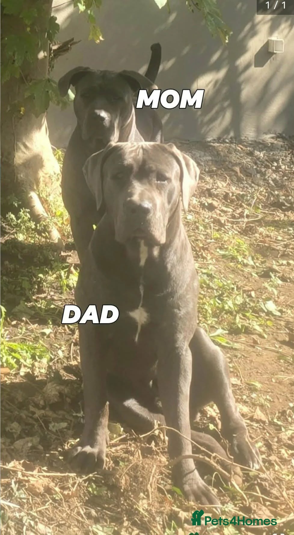 Cane Corso dogs Blue cane corso - Advert 6