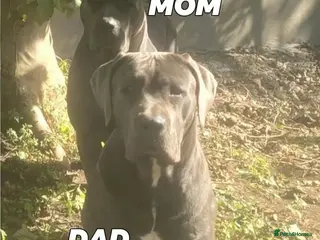 Cane Corso dogs Blue cane corso - Advert 4