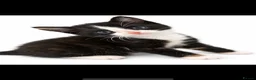Domestic Shorthair cats for sale: Tabbys - Advert 2