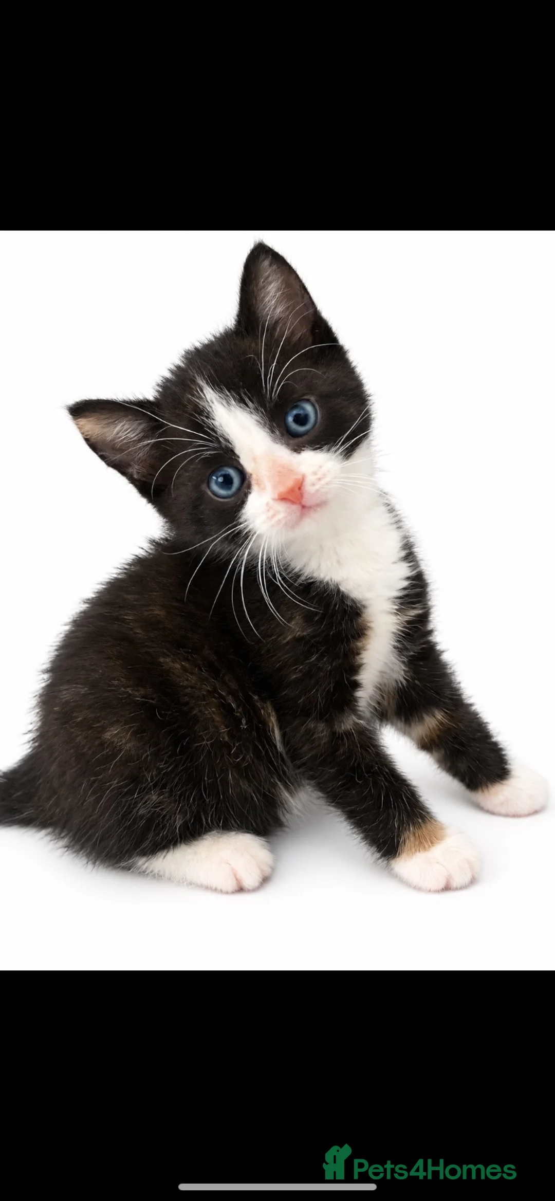 Domestic Shorthair cats for sale: Tabbys - Advert 2