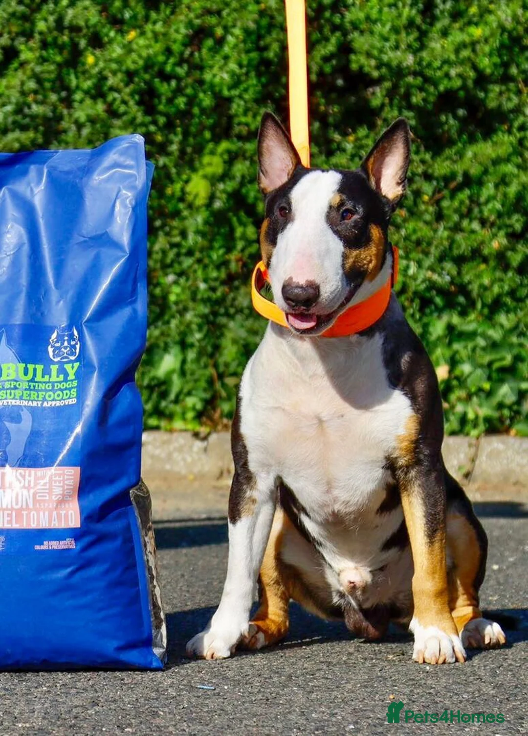 English Bull Terrier dogs for stud: LOGAN - Advert 2