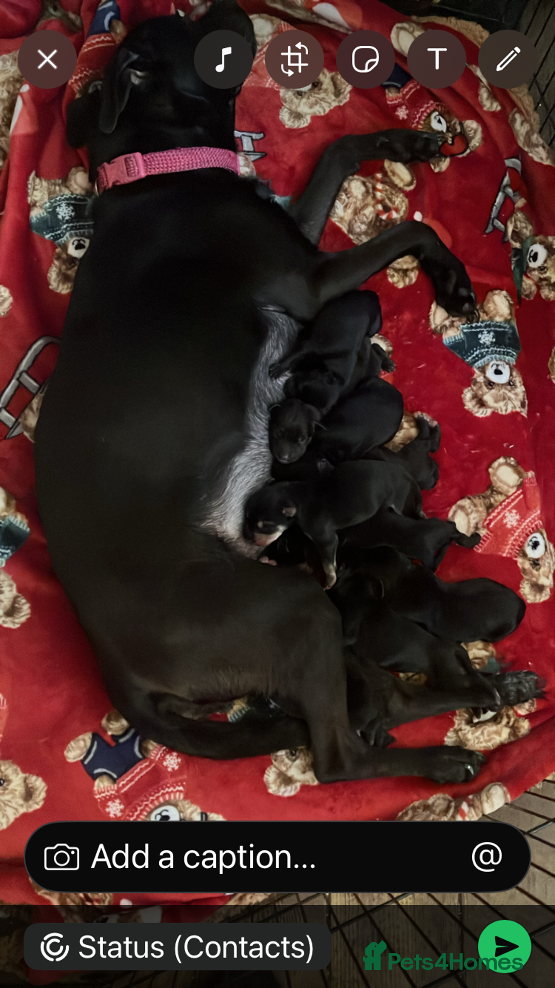 Mixed Breed dogs for sale: Puppies ready to be rehomed - Image 7