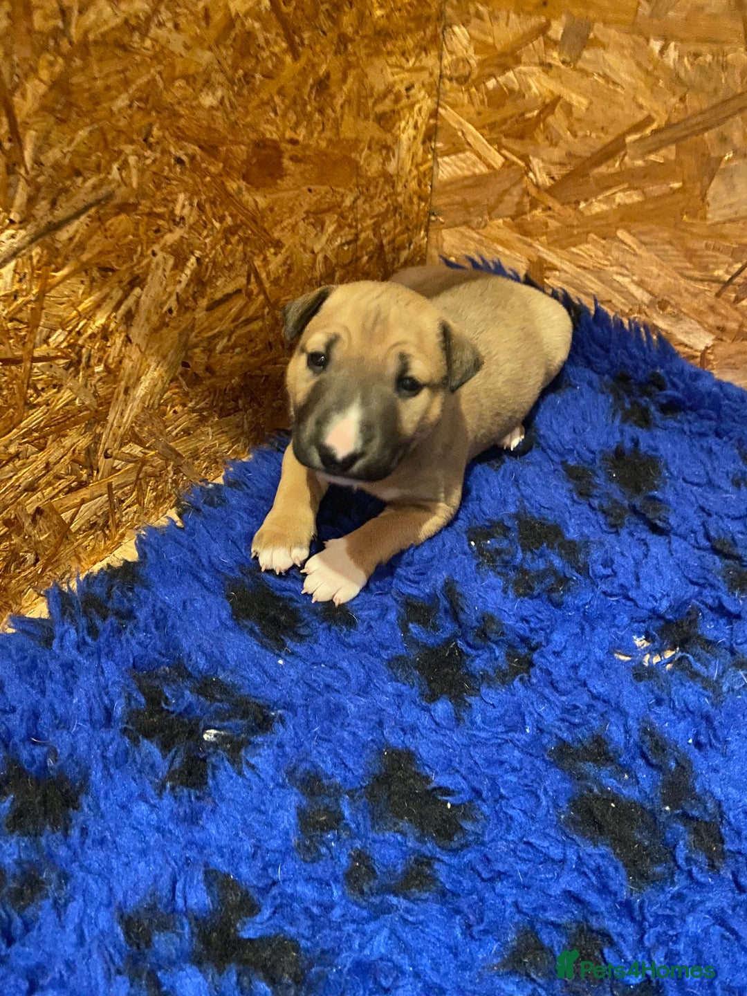 English Bull Terrier dogs for sale: Two female pups for sale - Advert 4