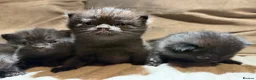British Shorthair cats for sale: 4 chunky bsh kittens  - Advert 3