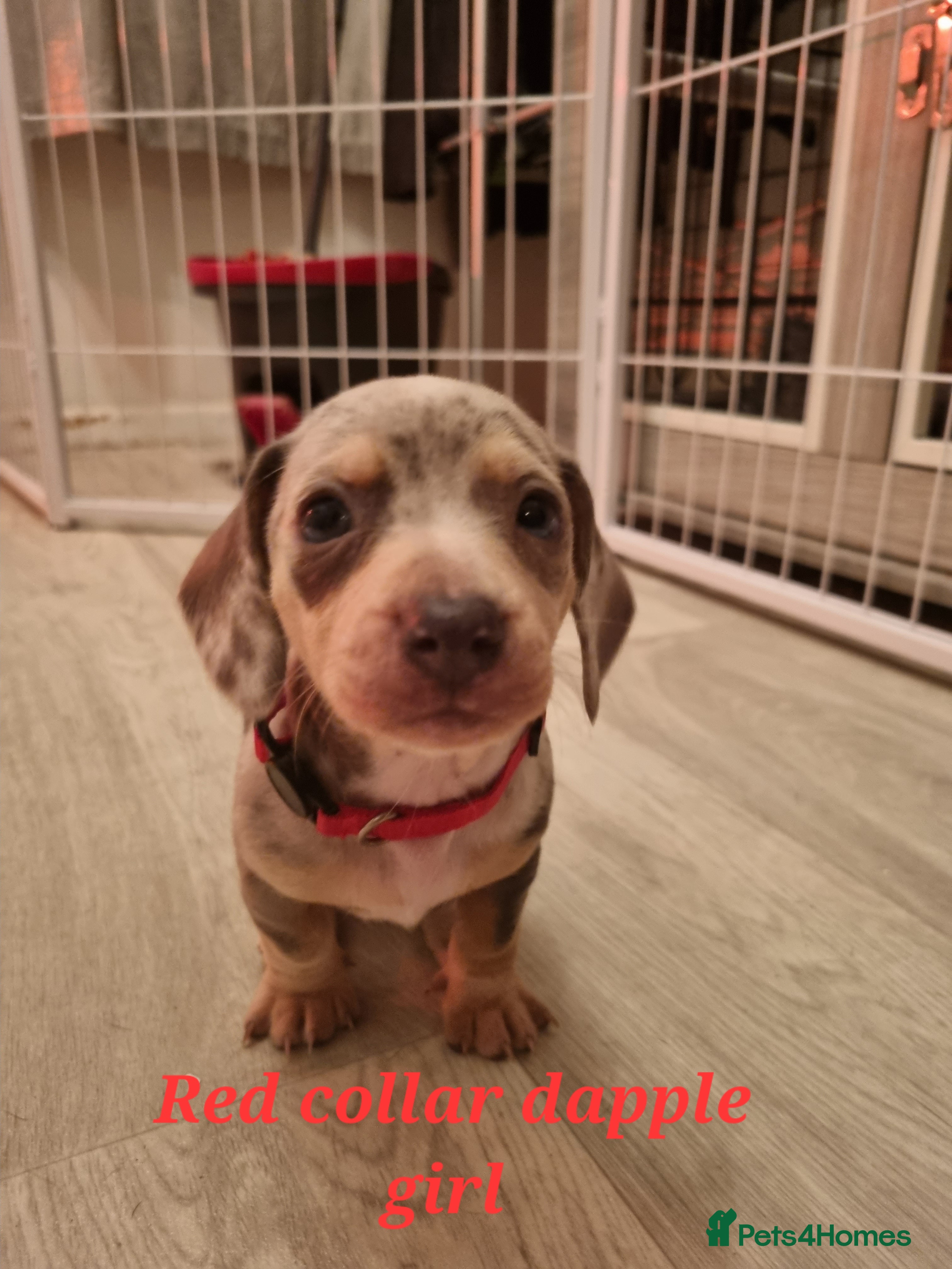 Dachshund dogs 8 Smooth Haired miniature dachshund pups  - Advert 10