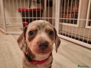 Dachshund dogs 8 Smooth Haired miniature dachshund pups - Advert 10