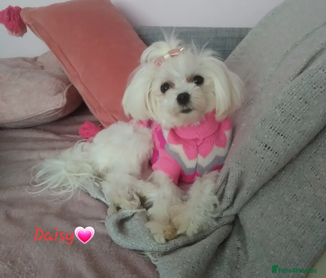 Maltipoo dogs for sale: ❤️MALTIPOO PUPPIES❤️ONLY GIRL LEFT❤️ - Advert 13