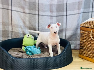 Bull Terrier dogs AVAILABLE- KC reg, exc pedigree show quality girl - Advert 3