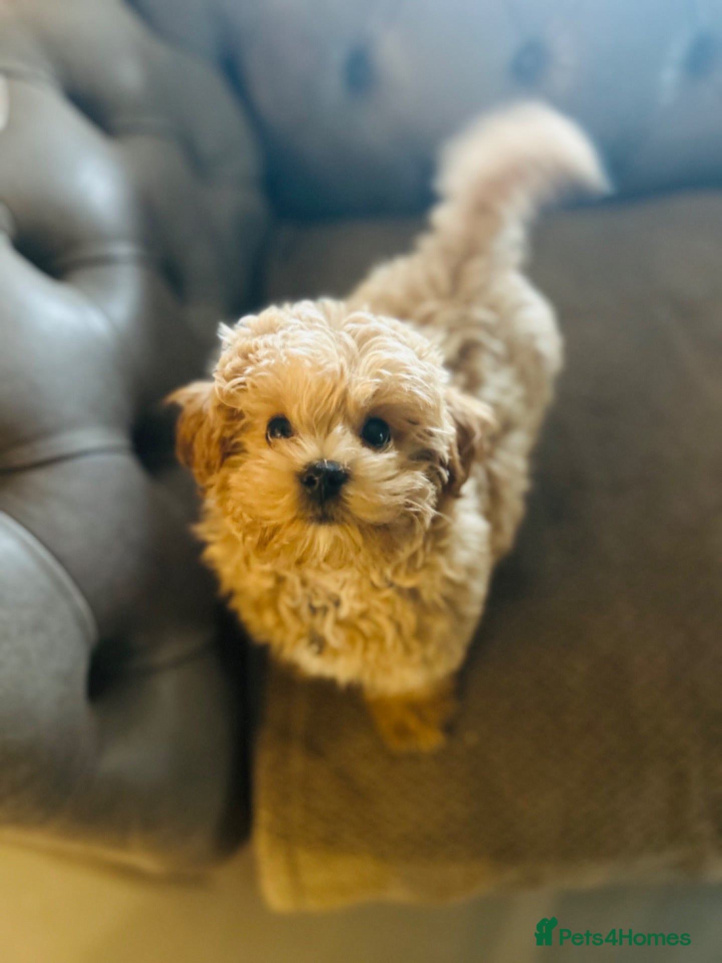 Maltipoo dogs for sale: Maltipoo pups 1 boy available  - Advert 2