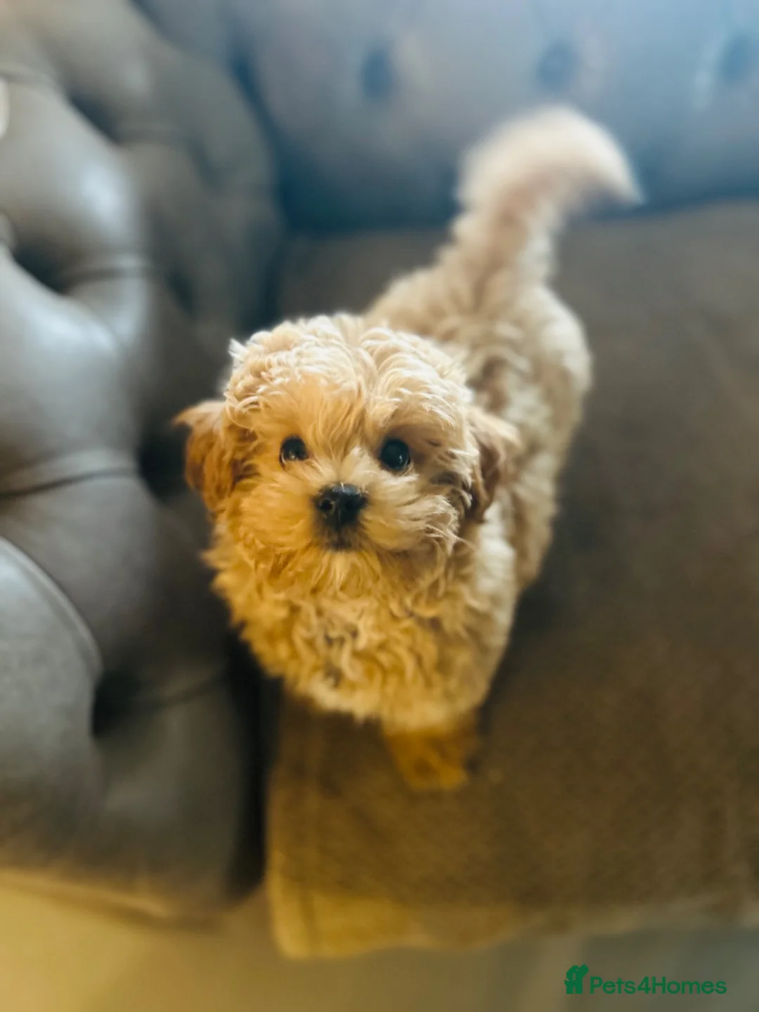 Maltipoo dogs for sale: Maltipoo pups 1 boy available  - Advert 2