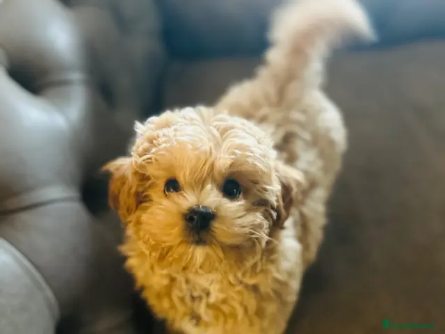 Maltipoo dogs for sale: Maltipoo pups 1 boy available - Advert 2