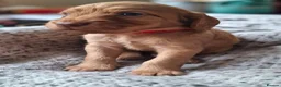 Cockapoo dogs for sale: F1b Cockapoo puppies - Advert 18