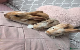 Rex rabbits for sale: 🐰 Beautiful mini rex babies 🐰 - Image 13