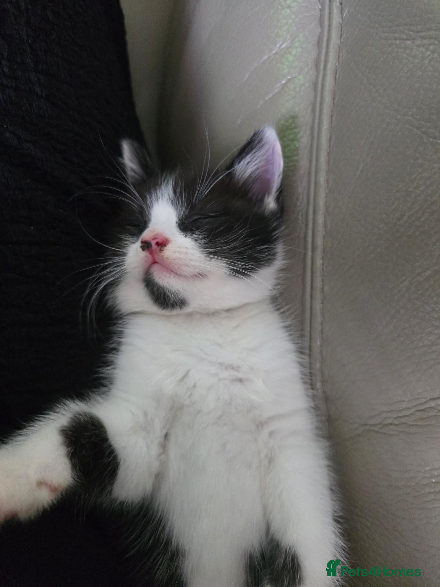 Mixed Breed cats Very soft, fluffy, sociable kittens - Advert 13
