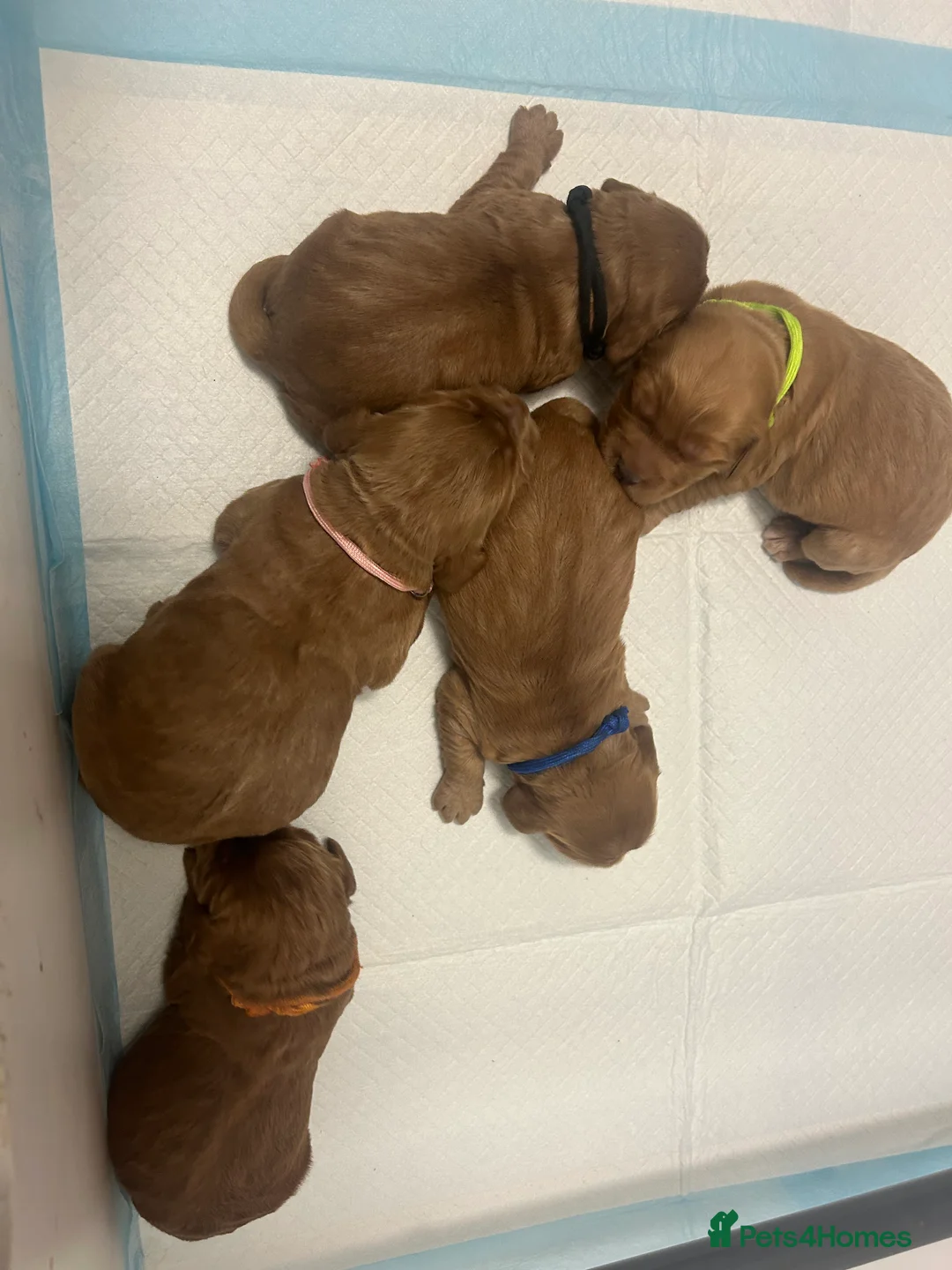 Cockapoo dogs for sale: Stunning cockapoo pups!  - Advert 11