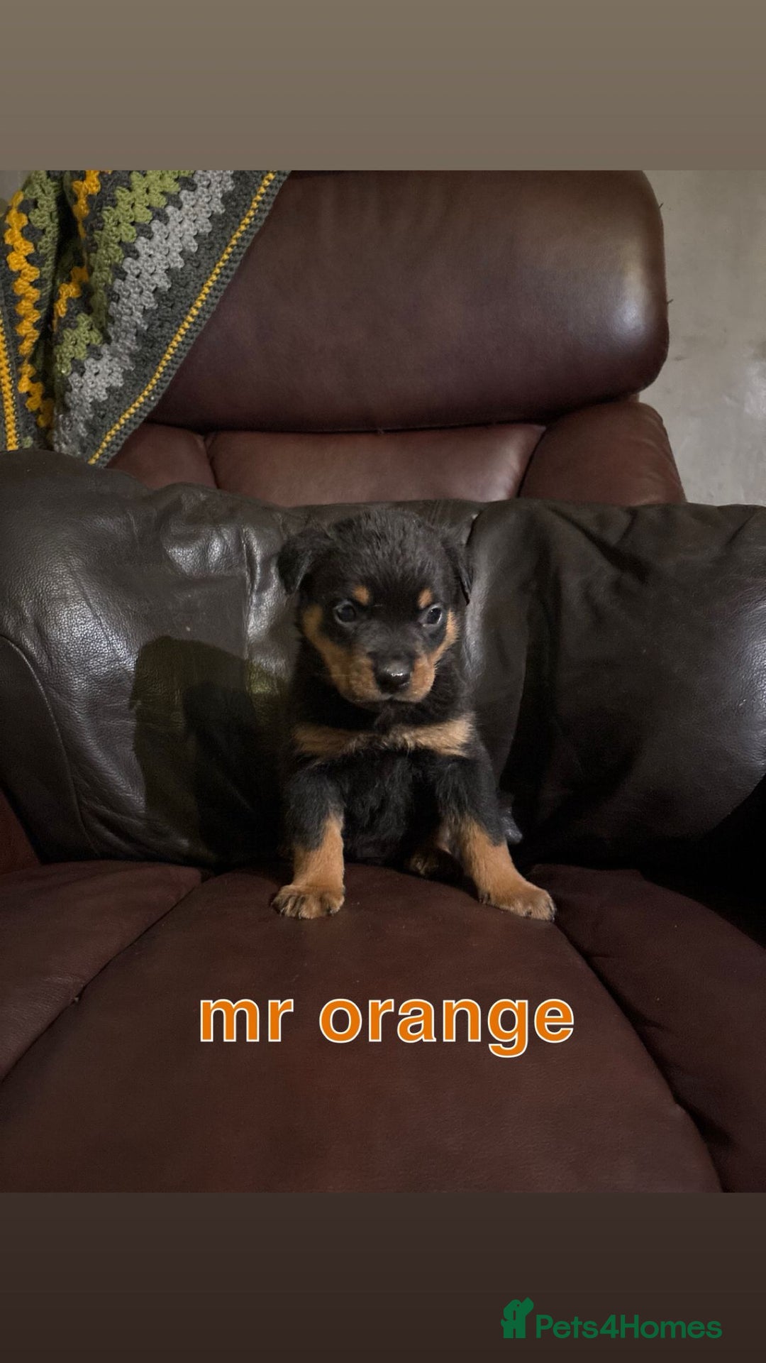 Rottweiler dogs for sale: * *photos updated Rottweiler puppies KC reg - Advert 22