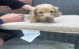 Miniature Dachshund dogs for sale: Long hair cream dachshund puppies  - Image 4