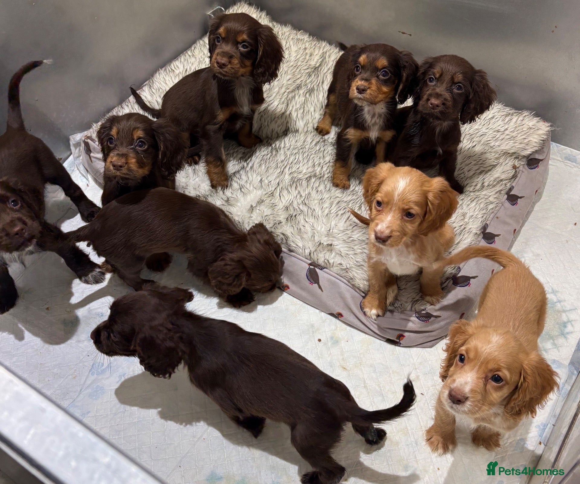 Cocker Spaniel dogs for sale: Beautiful kc working cocker spaniels  - Advert 1