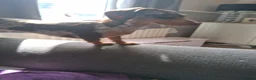 Dachshund dogs for sale: Beautiful girl for sale  - Advert 1