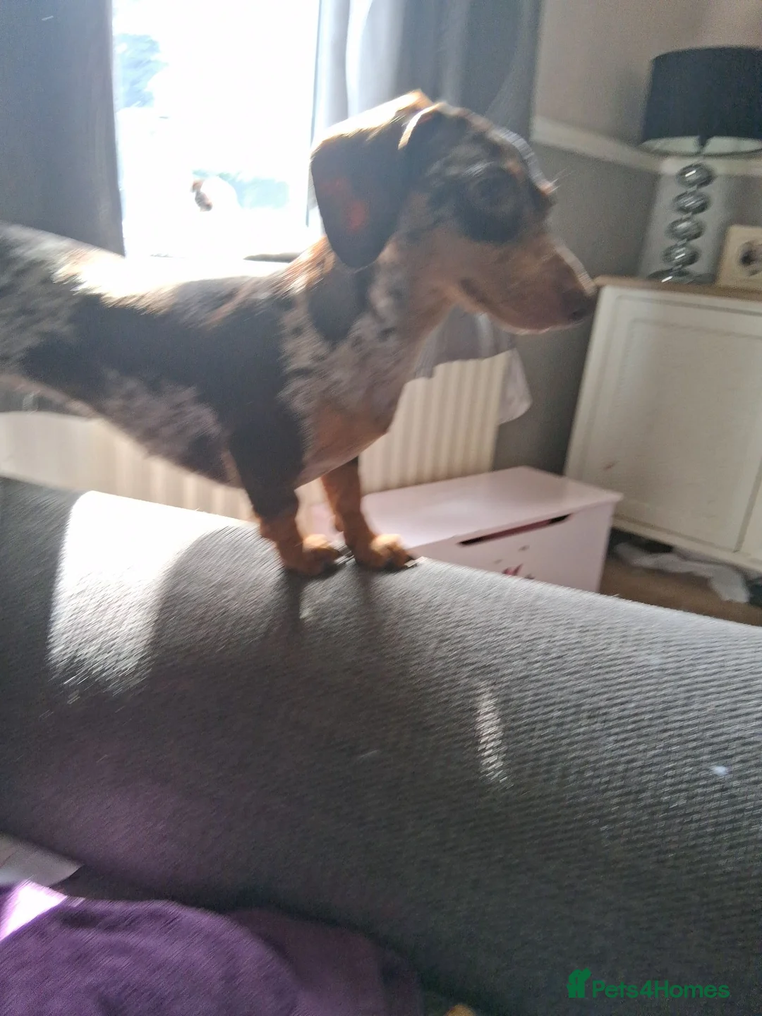 Dachshund dogs for sale: Beautiful girl for sale  - Advert 1