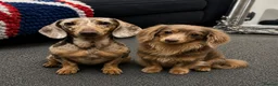 Miniature Dachshund dogs for sale: 💙Carry fluffy Isabella Mini Dachshund Puppies🐶❤️ - Advert 21