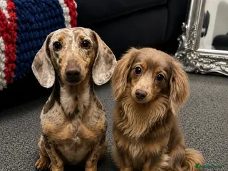 Miniature Dachshund dogs 💙Carry fluffy Isabella Mini Dachshund Puppies🐶❤️ - Advert 2