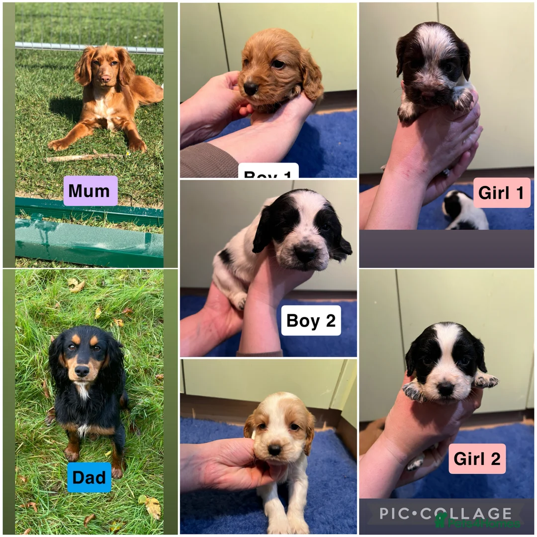 Cocker Spaniel dogs for sale: Kc Reg,health clear, working type cocker spaniel - Advert 1