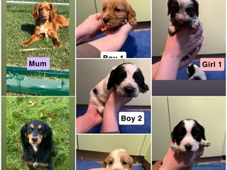 Cocker Spaniel dogs Kc Reg,health clear, working type cocker spaniel - Advert 1