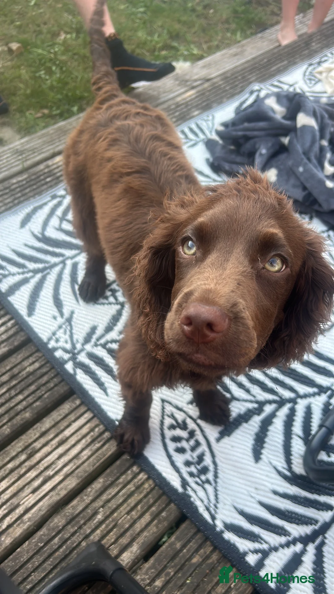 Cocker Spaniel dogs for sale: Female chocolate cocker  - Advert 8