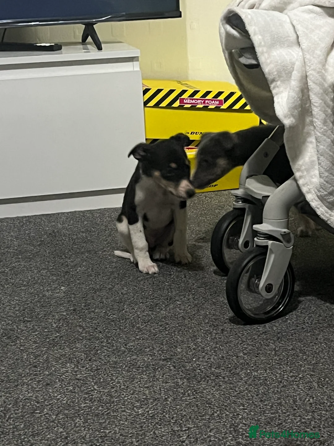 Whippet dogs for sale: Beautiful whippet puppy - Advert 6